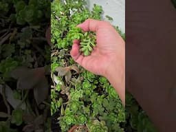 More succulent cuttings for propagation  | bikolanahardinera #shortvideo #succulent #propagation