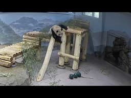 #DCPandas: Giant Panda Bao Li Plays Indoors