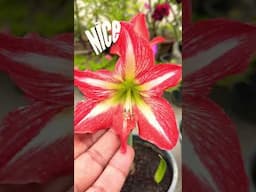 Summer flowering Plant/Amaryllis Lily  #summer #gardeningplants #flowers
