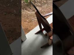 Who Stole the Peanut Butter? #naturefails #wildlife #coatimundi@conservacionosa