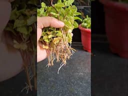 How to grow mints #mints #growingmint #lipshaworld #gardening #indoorplants #shortsviral #plants