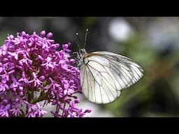 La biodiversità a portata di mano