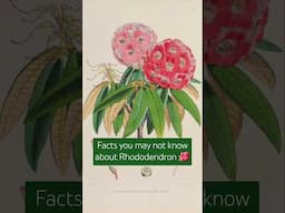 Facts you may not know about Rhododendron #rhs #flowers