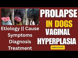 Prolapse / Vaginal Prolapse || Vaginal Hyperplasia in female dogs || Cause, Symptoms, Treatment