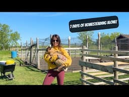 A Week In The Life Of A Modern Homesteader