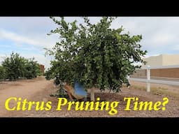 Citrus Pruning Time in Spring? + Q&A  | The Desert Farmer Podcast -  Episode 52