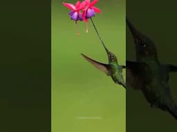 Sword-billed Hummingbird: Colombia’s Dazzling Marvel
