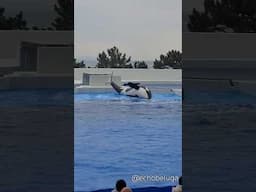 It's Kobe Suma Sea World tradition to play on the slideout 👀🐳