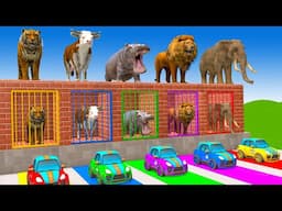 Long Slide Game With Elephant Gorilla Buffalo Hippopotamus Tiger - 3d Animal Game - Funny 3d Animals