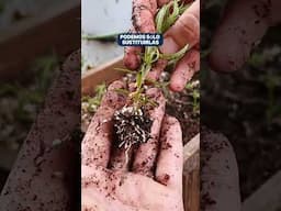 Cultivo de Romero por esqueje🌿👌