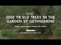 2000-Yr.- Old Olive Trees in the Garden of Gethsemene where Jesus Prayed before His Crucifixion