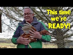 A Predator Killed Our Last Chickens – This Time, We’re Ready!