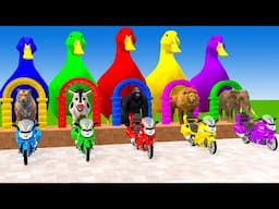 Long Slide Game With Elephant Gorilla Buffalo Hippopotamus Tiger - 3d Animal Game - Funny 3d Animals