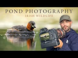 Pond Photography - Little Grebe & More (Irish Wildlife Photography)