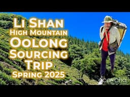 Exploring Taiwan's High Mountain Oolong Tea: First Harvest at a Li Shan Tea Plot 2025 | Eco-Cha Teas