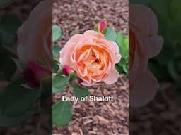 Some of my more unique apricot tinged varieties plus some David Austin favorites 💕