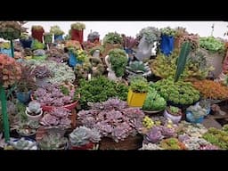 Minha ROTINA de cuidados com o jardim de suculentas agora virou DIVERSÃO