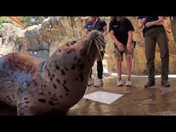 World's Oldest Harbor Seal Turns 50