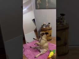 This Dog Has Better Moves Than You 😂💃 #DanceLegend  #trending #funny #dog #pets  #dance #comedy #pov