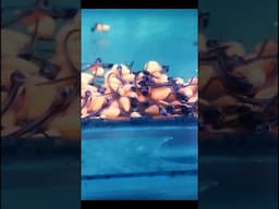 AROWANA FISH BABIES #aquarium #shorts #youtubeshorts