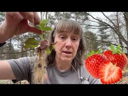 If You Want Strawberries You Need to Do This!
