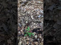 snowbank white blackberry planted #farmlifebestlife #garden #waildberries #blueberryvarieties