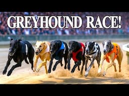 Greyhound Racing – Insane Speed! Who Will Win This Race?
