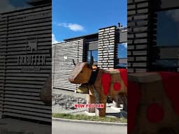 Switzerland family fun near Interlaken 🇨🇭🐄