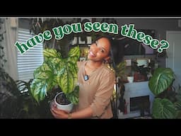 Fascinating houseplant varieties🪄(that you can actually find) 🧐🪴