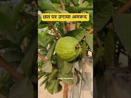 छत पर उगाया अमरूद | Guava plant in terrace garden #terracegarden #fruitplants #guava #gharkakhana