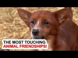 The Most Touching Animal Friendships!