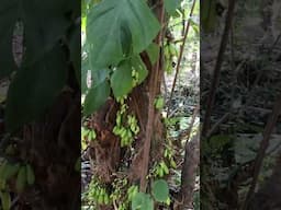 Sourest Fruit in the World-Sensation Bilimbi