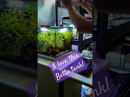 This looks great! A little update & look at the Marbled Betta aquarium we set up a few weeks back!