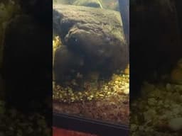 Bong tank,AKA billabong aquarium.#youtubeshorts #fishing #aquarium