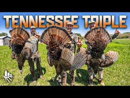 3 Turkeys in 1 Morning Hunt | Tennessee Gobblers
