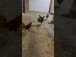 Time to get up! #farmfamilyfun #farmlife