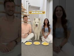 Cookie Challenge with our dog 🍪😜 #dog #cookiechallenge #family #fun #comedy