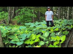 How To Divide Hosta | Keep Deer & Hosta Virus X Away