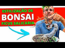Estilizando Bonsai de Ficus Salicaria (nerifolia) Passo a Passo!