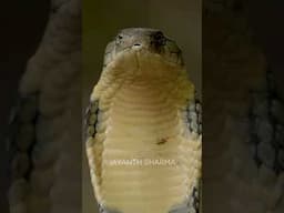 Meet the King Cobra |  #WildlifePhotography | #ToeholdWildlife