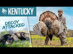DECOY ATTACKED!! My First KENTUCKY Turkey
