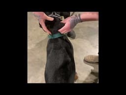 Prong collar hack