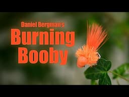 Burning Booby by Daniel Bergman