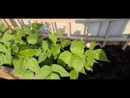 Jill's Garden