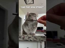 No 🥰 #chinchilla #shorts #sticks #no