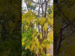 Guess these flowers? #greenary మా కొత్త ఇంటి community లో #flowertree #beautiful flowers #ytshorts