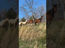 Feeding Time For Our New Horse Group! They Seem To Be Getting Along! #horse #filly #farmlife