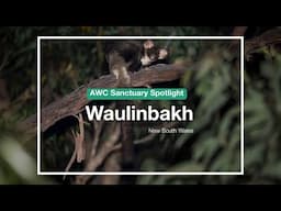 AWC Sanctuary Spotlight: Waulinbakh (NSW)