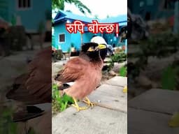 #myshortvideo  #myshorts #shorts #birds #speakbird