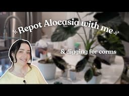 Repotting 3 Variegated Alocasia & Corm Digging 🌿